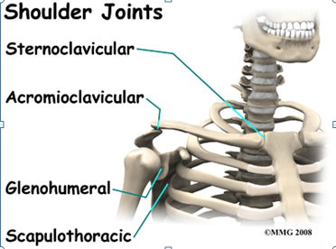 http://www.eorthopod.com/images/ContentImages/shoulder/shoulder_dislocation/shoulder_dislocation_anatomy03.jpg